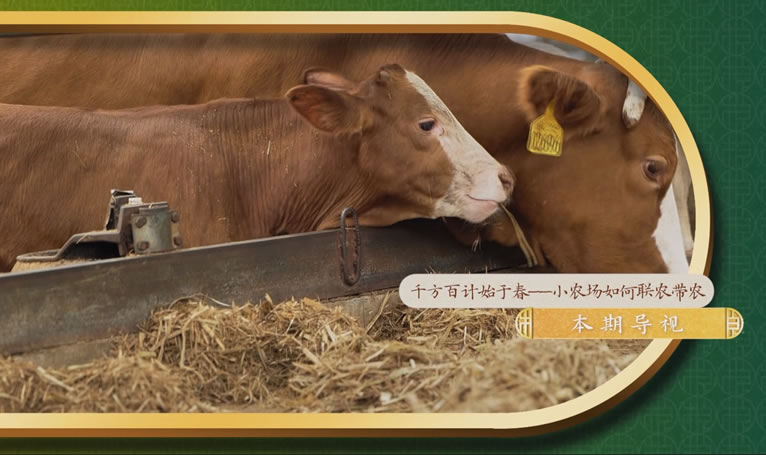 鄉(xiāng)土中國-墾地融合在行動(dòng)第二季-3：《小農(nóng)場(chǎng)如何聯(lián)農(nóng)帶農(nóng)》